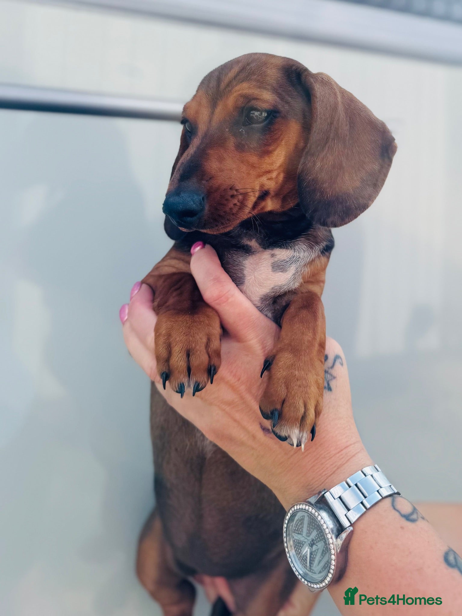 Miniature Dachshund dogs True to breed these little dachshunds  - Advert 2