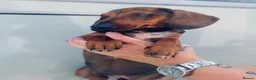 Miniature Dachshund dogs for sale: True to breed these little dachshunds  - Advert 2