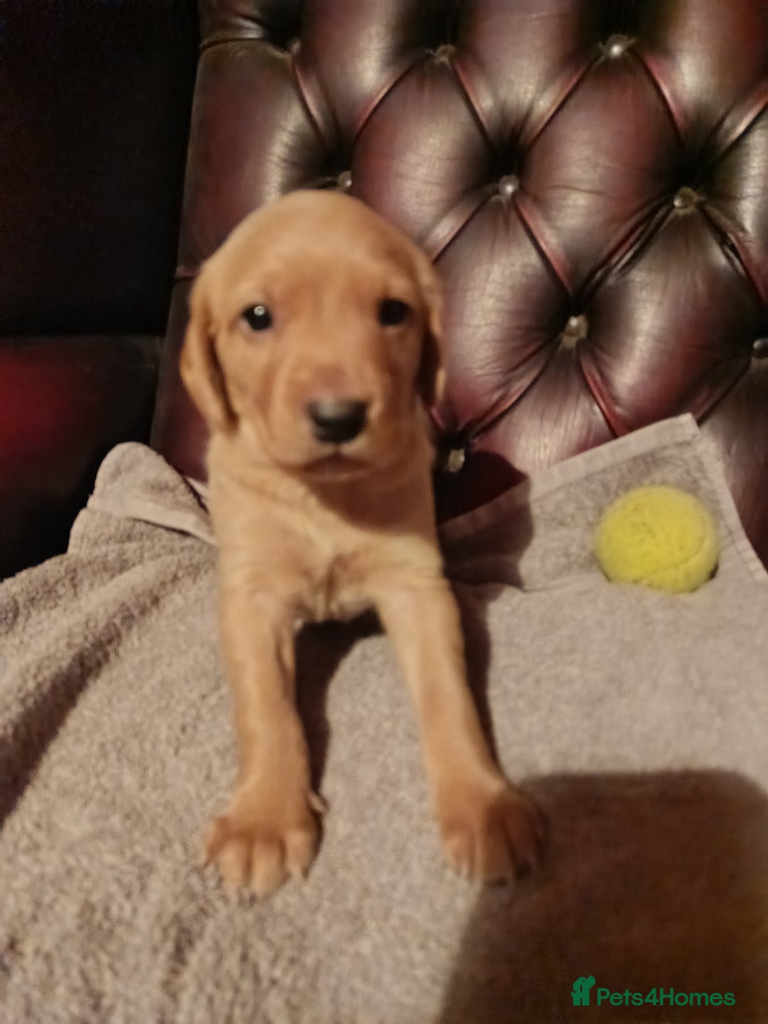 Cockerdor dogs for sale: Cockerdor Puppies looking for their forever homes. - Image 5