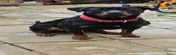 Rottweiler dogs for sale: Gatsby in Heywood - Advert 3
