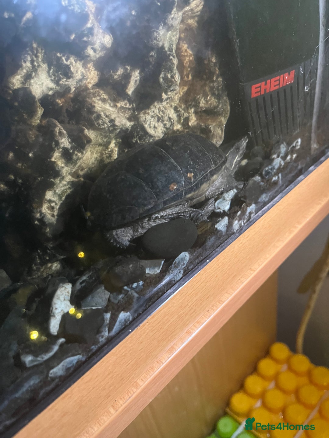Terrapin reptiles for sale: FREE musk turtles (3) needing a new home  - Advert 1