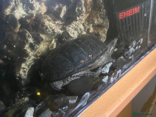 Terrapin reptiles FREE 3 Terrapins needing a new home - Advert 10