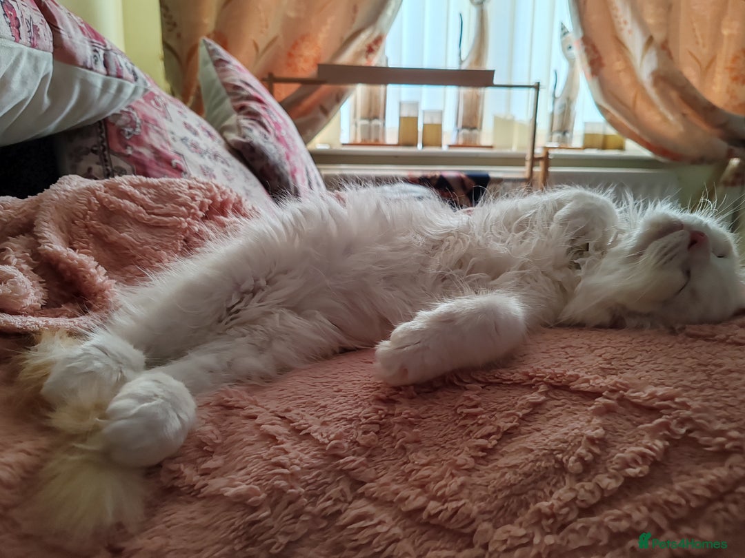 Ragdoll cats for sale: RAGS To Riches  - Image 10
