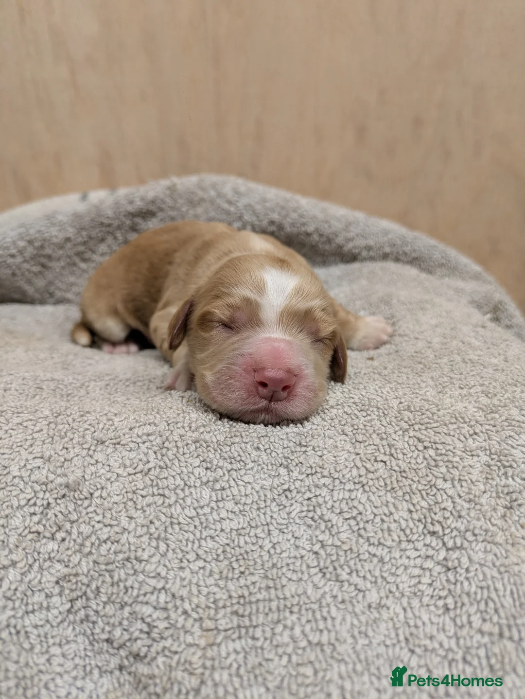 Sprocker dogs for sale: Gorgeous sprockers - Advert 9