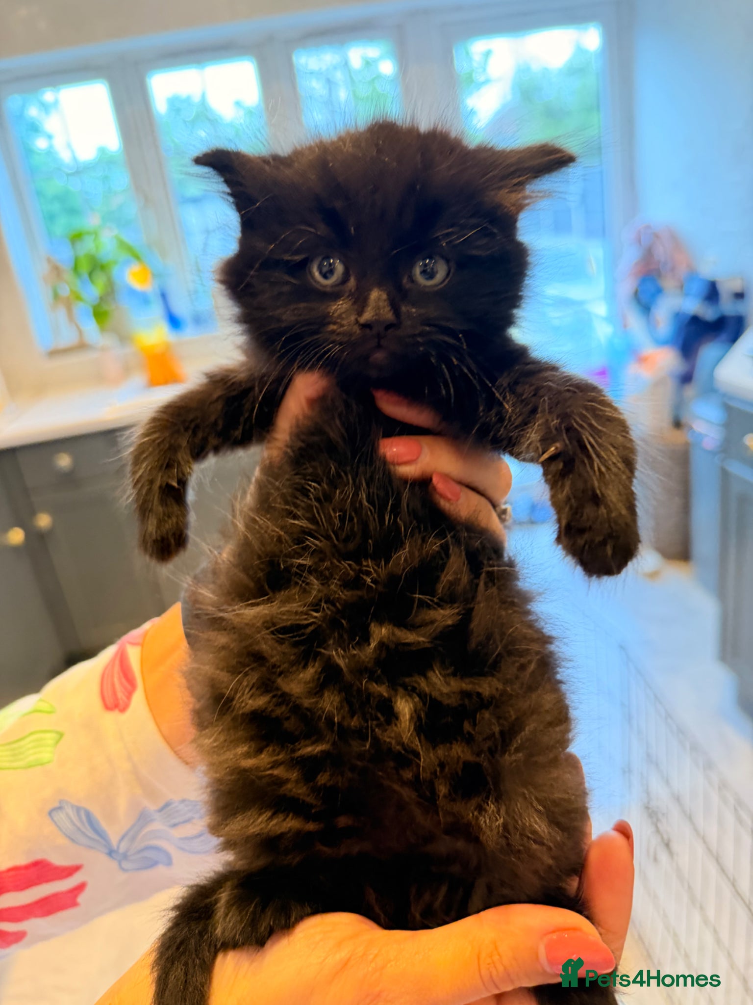 Mixed Breed cats 🐾✨ Adorable Fluffy & Friendly Black Kittens! ✨🐾 - Advert 5