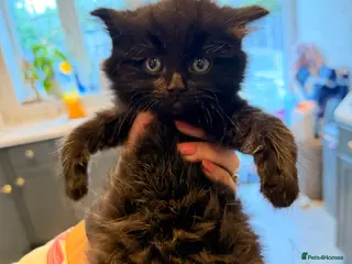 Mixed Breed cats 🐾✨ Adorable Fluffy & Friendly Black Kittens! ✨🐾 - Advert 5