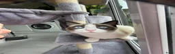 Snowshoe cats for sale: One year old female Siamese snowshoe  - Advert 6
