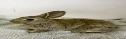 Mixed Breed rabbits for sale: Lionhead cross bunnies ready to go  - Advert 6