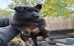 German Shepherd dogs for sale: German Shepherd Puppies - exceptional bloodline  - Image 12