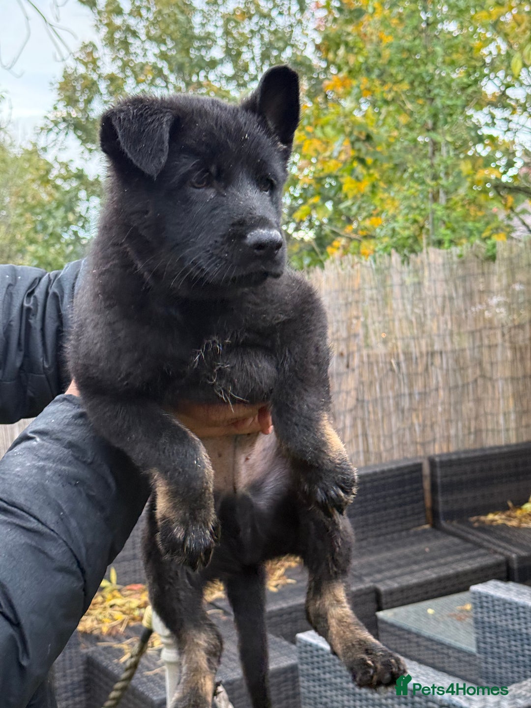 German Shepherd dogs for sale: German Shepherd Puppies - exceptional bloodline  - Image 12