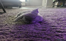 Mini Lop rabbits for sale: Baby min lops  - Image 11