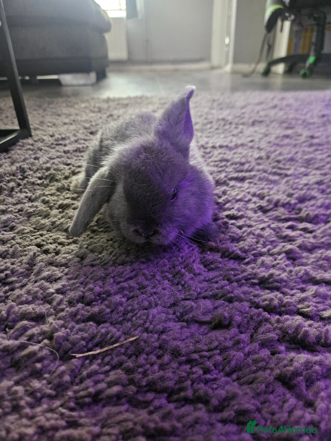 Mini Lop rabbits for sale: Baby min lops  - Image 11