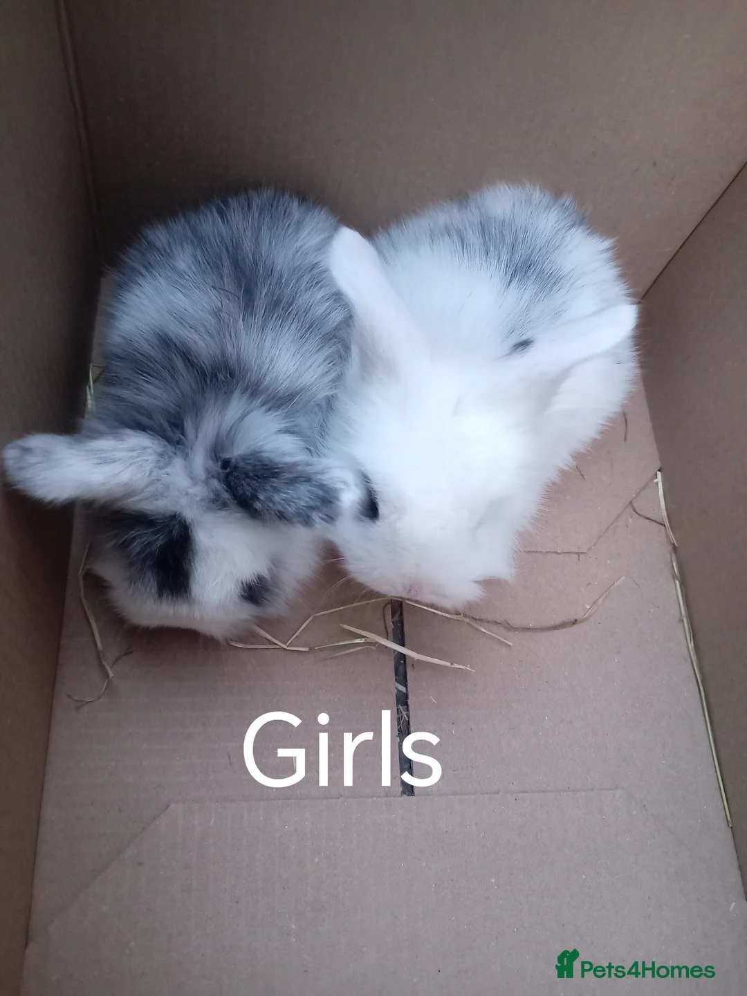 Mixed Breed rabbits for sale: Baby lop rabbits  - Advert 4