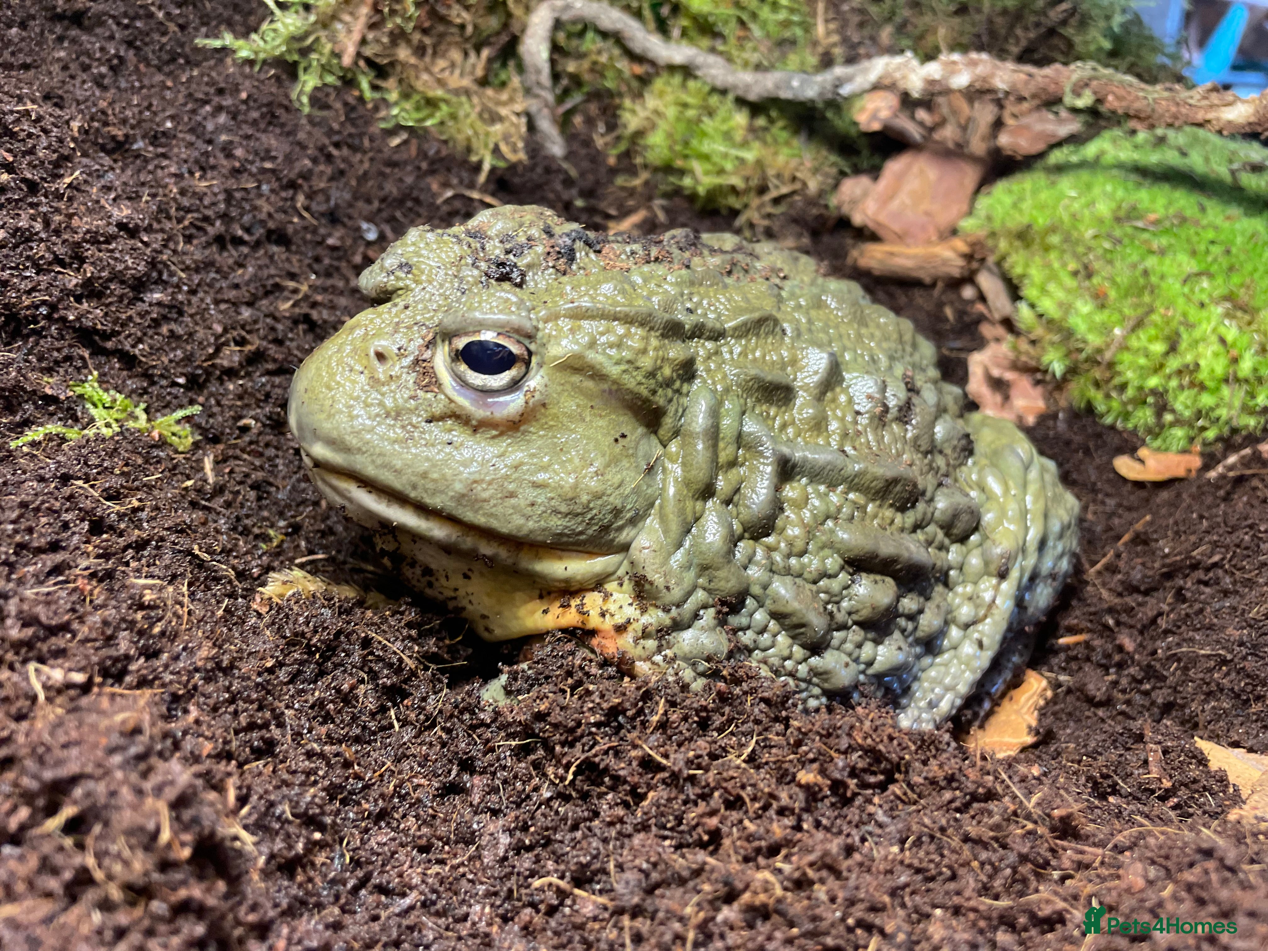 Frog reptiles Male African bullfrog - Advert 1