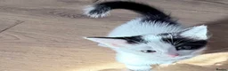 Turkish Van cats for sale: 3 beautiful kittens for sale.  - Advert 7
