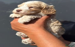Cockapoo dogs for sale: Last Cockapoo Puppy - Litter of 7 – Reduced Price - Image 5