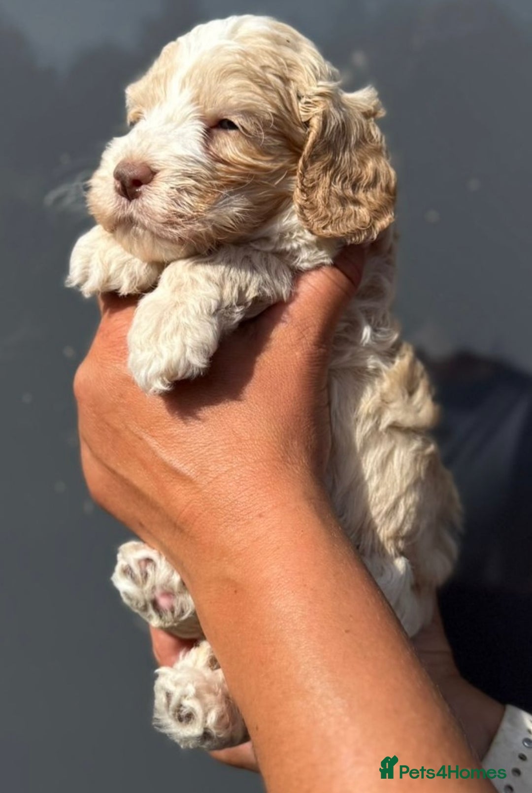 Cockapoo dogs for sale: Last Cockapoo Puppy - Litter of 7 – Reduced Price - Image 5