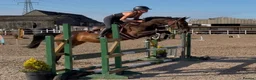 Irish Sports horses for sale: Seriously Talented Prospect  - Advert 5