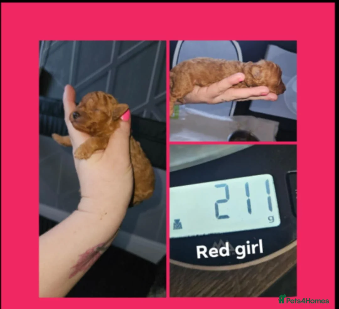 Toy Poodle dogs for sale: Kc toy poodles  - Advert 1