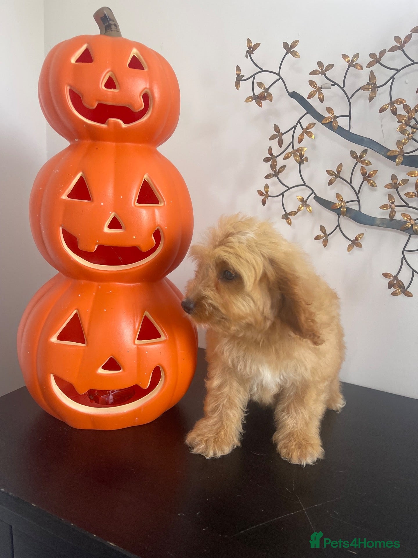 Cockapoo dogs Ready NOW F1 toy cockapoos - Advert 8