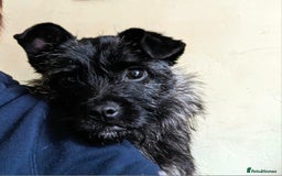 Mixed Breed dogs for sale: 2 year old Pug x westie - Image 4