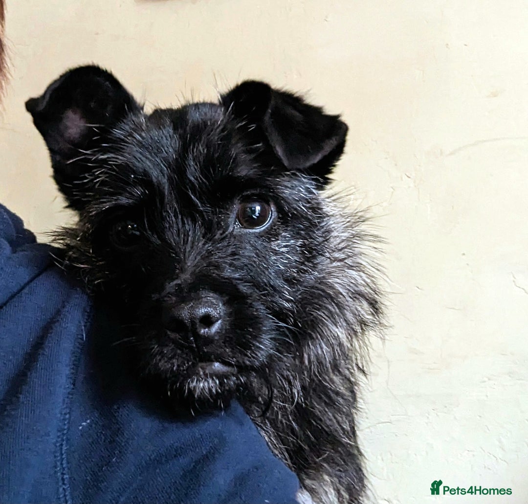 Mixed Breed dogs for sale: 2 year old Pug x westie - Image 4