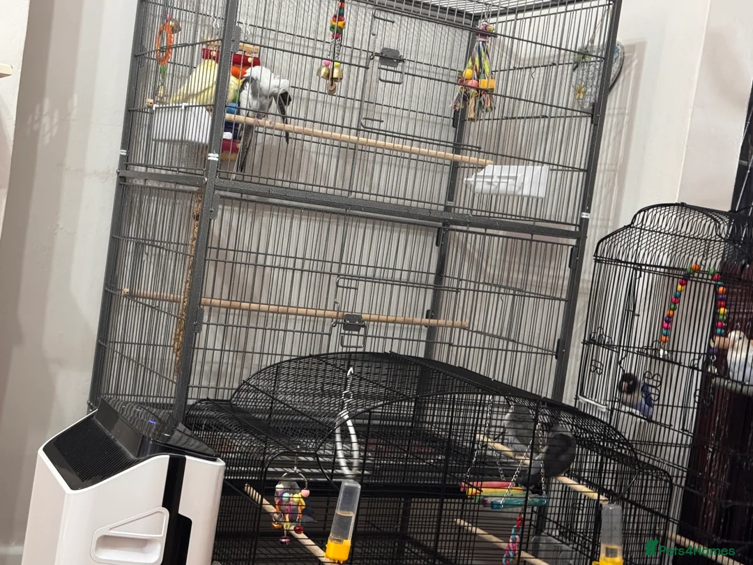 Cockatiels birds for sale: two cockatiels male and female bonded - Advert 12