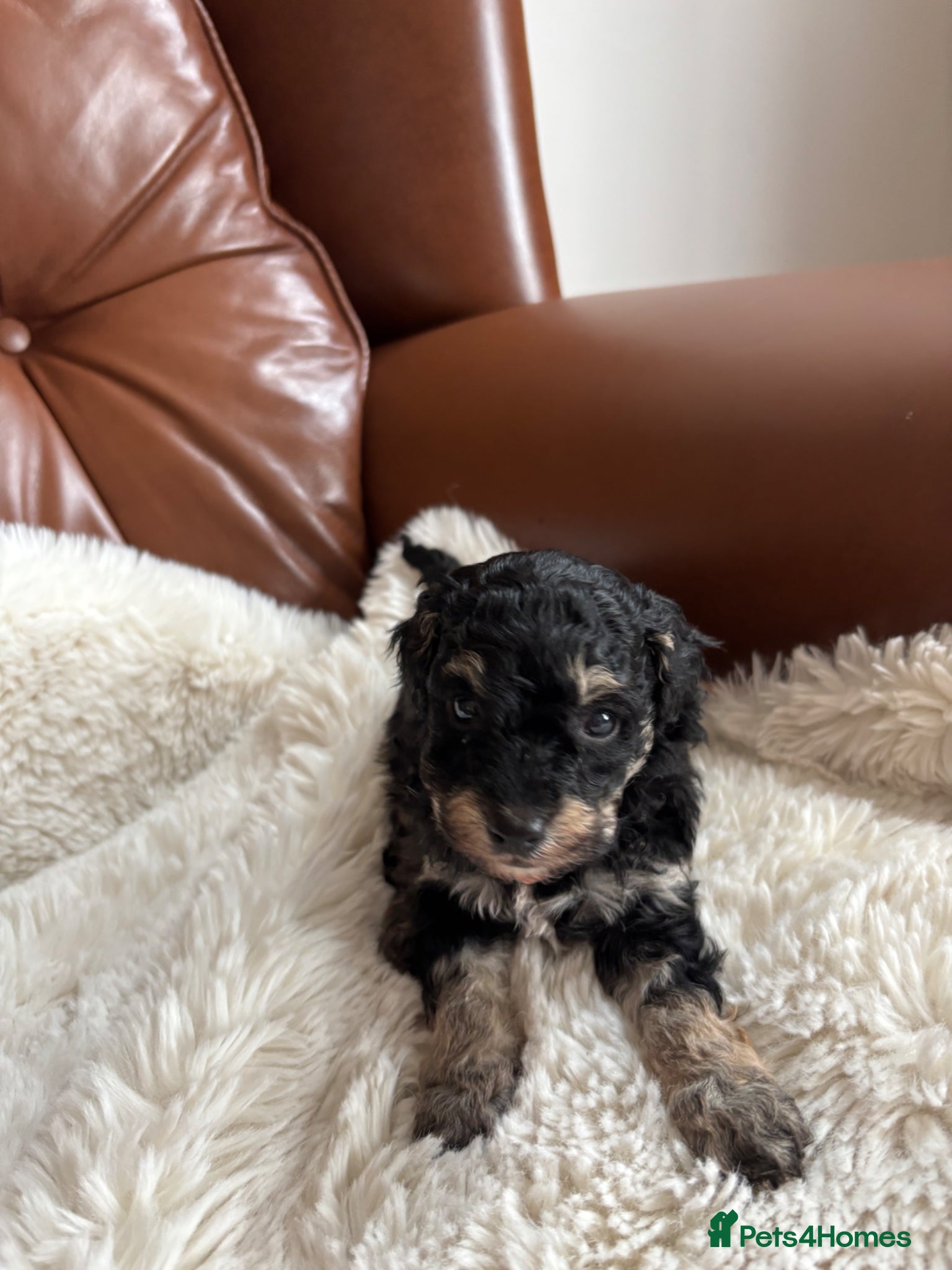 Cavapoo dogs Cavapoo from DNA PARENTS - Advert 12