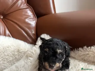 Cavapoo dogs Cavapoo from DNA PARENTS - Advert 12