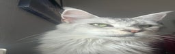 Maine Coon cats for sale: Registered russian pedigree silver maine coon girl - Advert 3