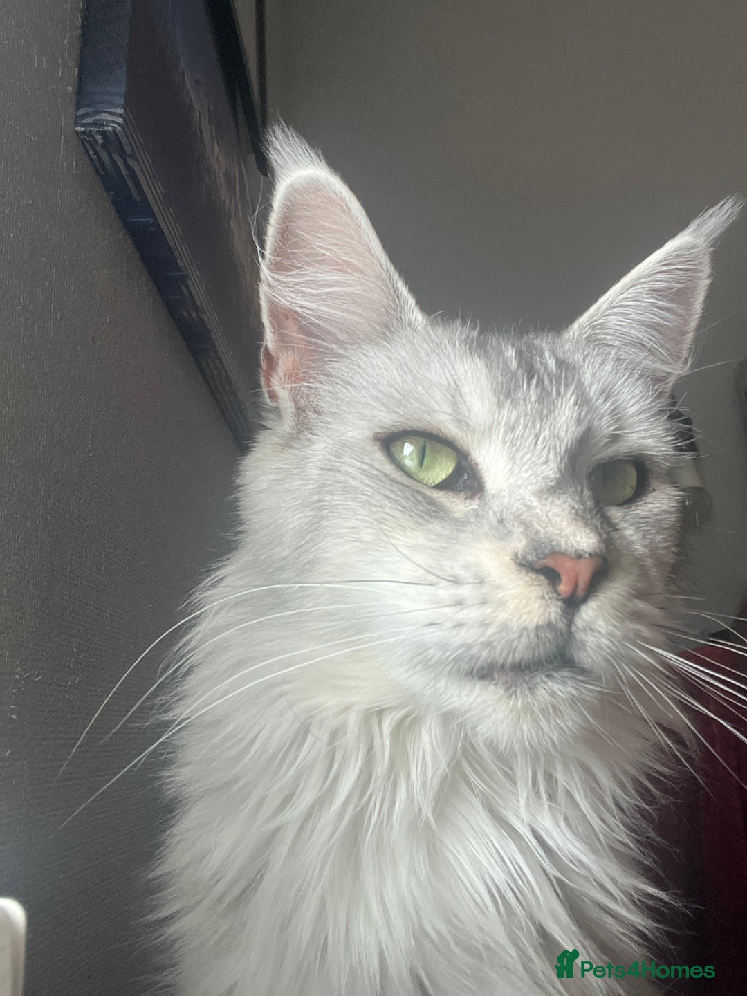 Maine Coon cats for sale: Registered russian pedigree silver maine coon girl - Advert 3