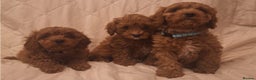 Cavapoo dogs for sale: Beautiful F1 Cavapoos - Advert 18