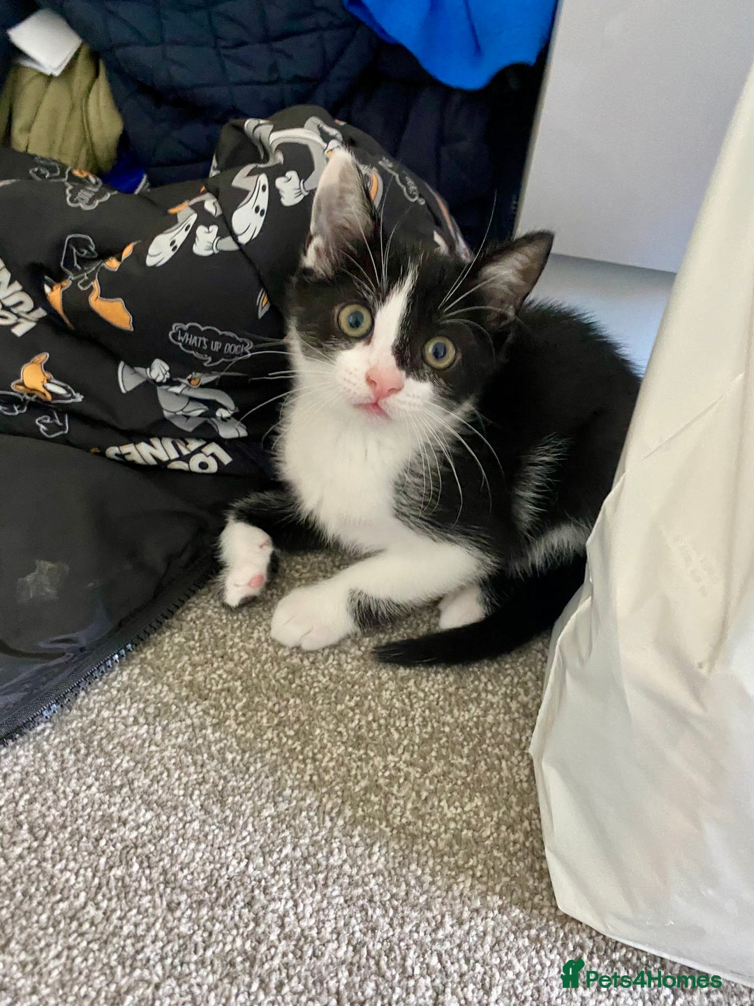 Mixed Breed cats for sale: 2 male kittens  - Image 1