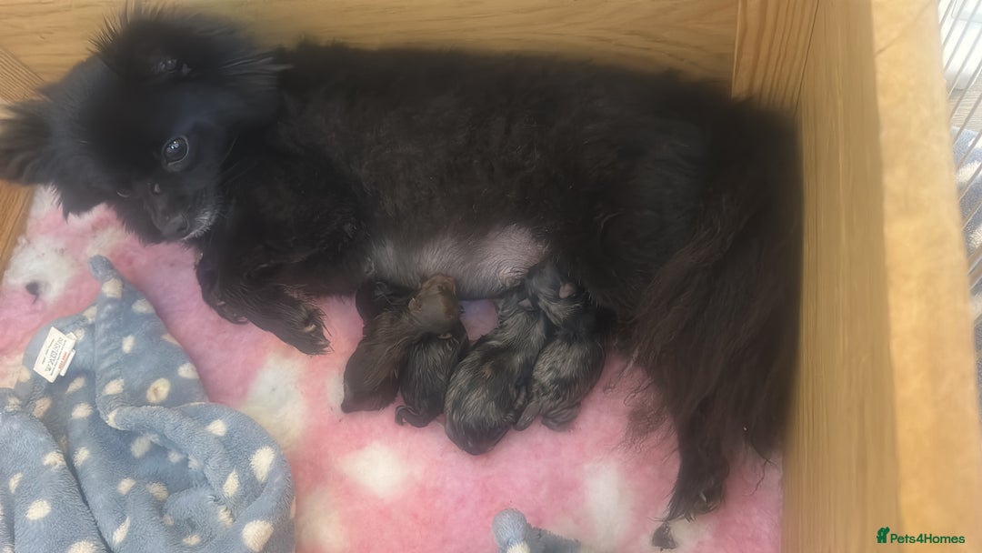 Pomeranian dogs for sale: Xs Pomeranian puppies  - Image 8