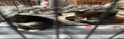Mixed Breed cats for sale: British Shorthair Mix Kittens  - Advert 3