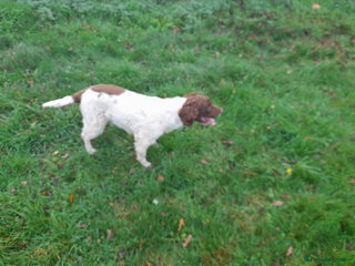 English Springer Spaniel dogs for sale - Advert 1