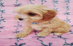 Cavapoo dogs for sale: Exceptional cavapoo puppies  - Image 20