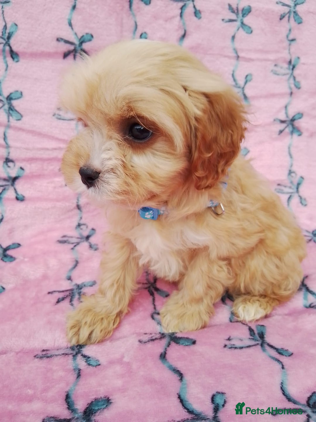 Cavapoo dogs for sale: Exceptional cavapoo puppies  - Image 20