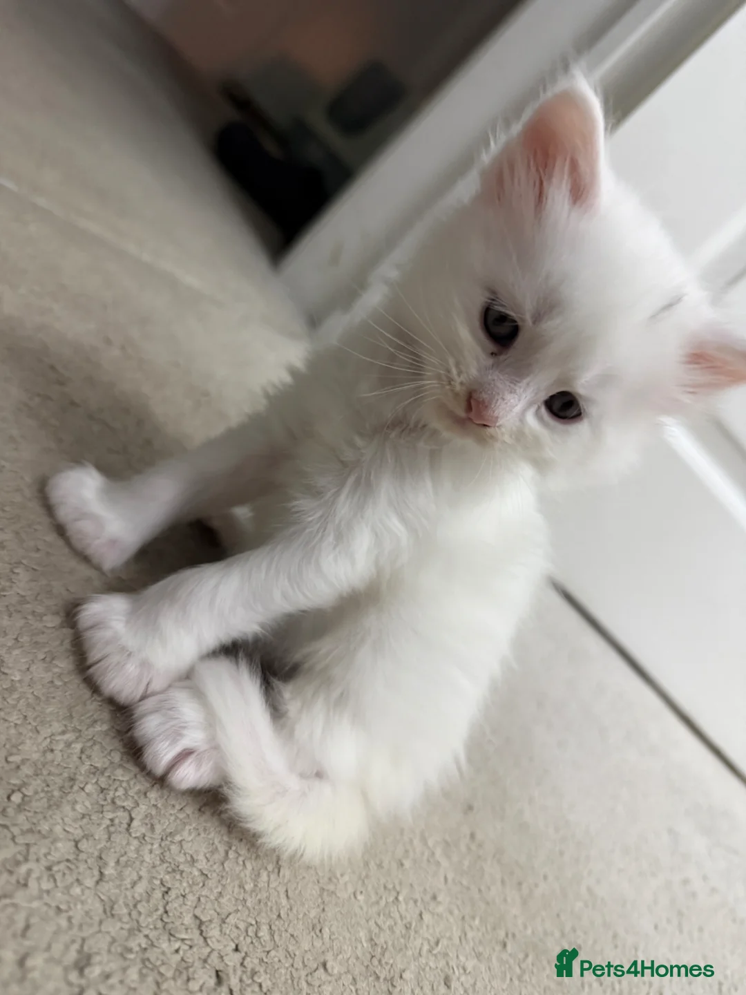 Maine Coon cats for sale: Maine Coons for sale, Some Polydu - Advert 15