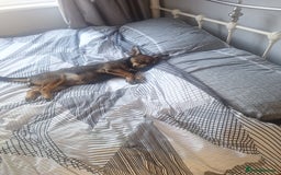 Mixed Breed dogs for sale: jack chi for sale - Image 2