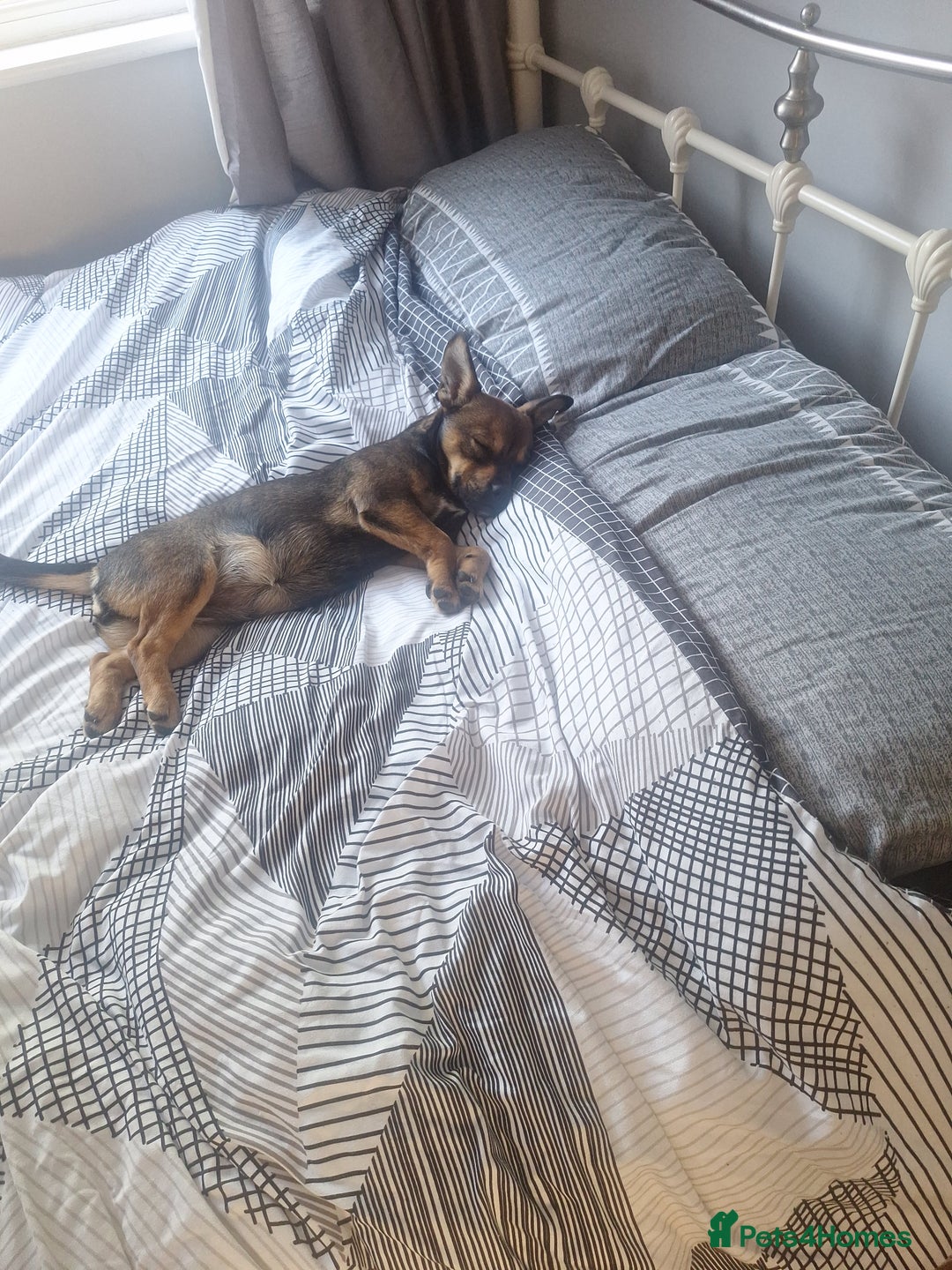 Mixed Breed dogs for sale: jack chi for sale - Image 2