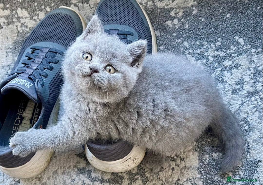 British Shorthair cats for sale: Gorgeous British Blue Kittens - Image 3