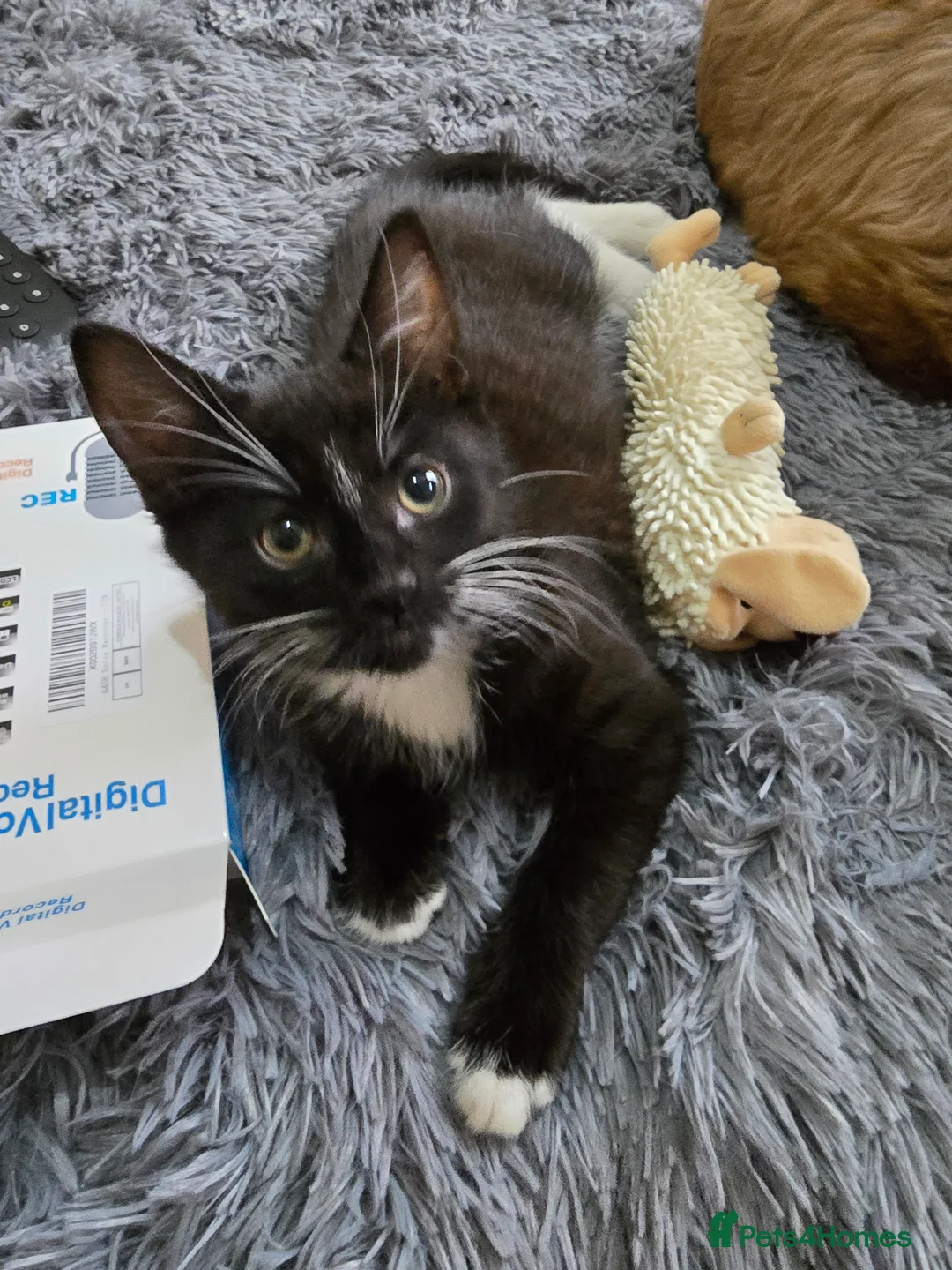 Mixed Breed cats for sale: Milo x - Advert 2