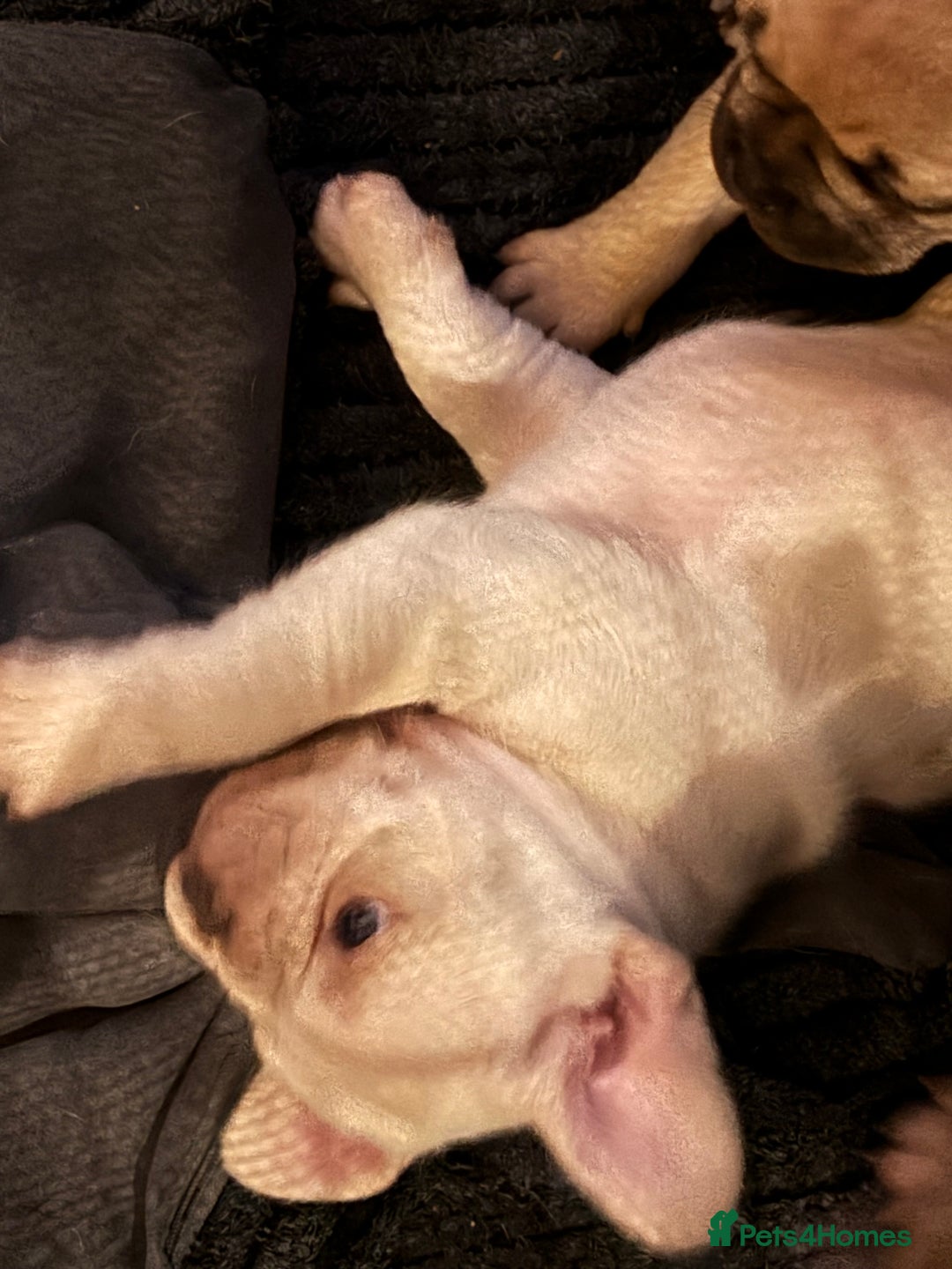 Frug dogs for sale: Frug cross Pug baby boy  - Advert 7