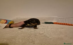 Miniature Dachshund dogs for sale: ❤️ 🐕 Miniature Dachshunds  - Image 23