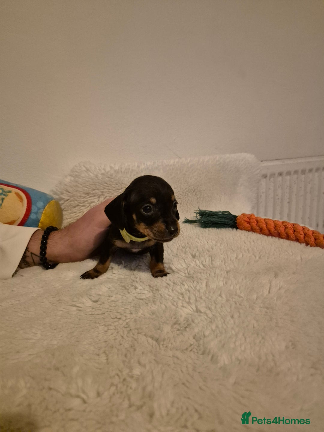 Miniature Dachshund dogs for sale: ❤️ 🐕 Miniature Dachshunds  - Image 23