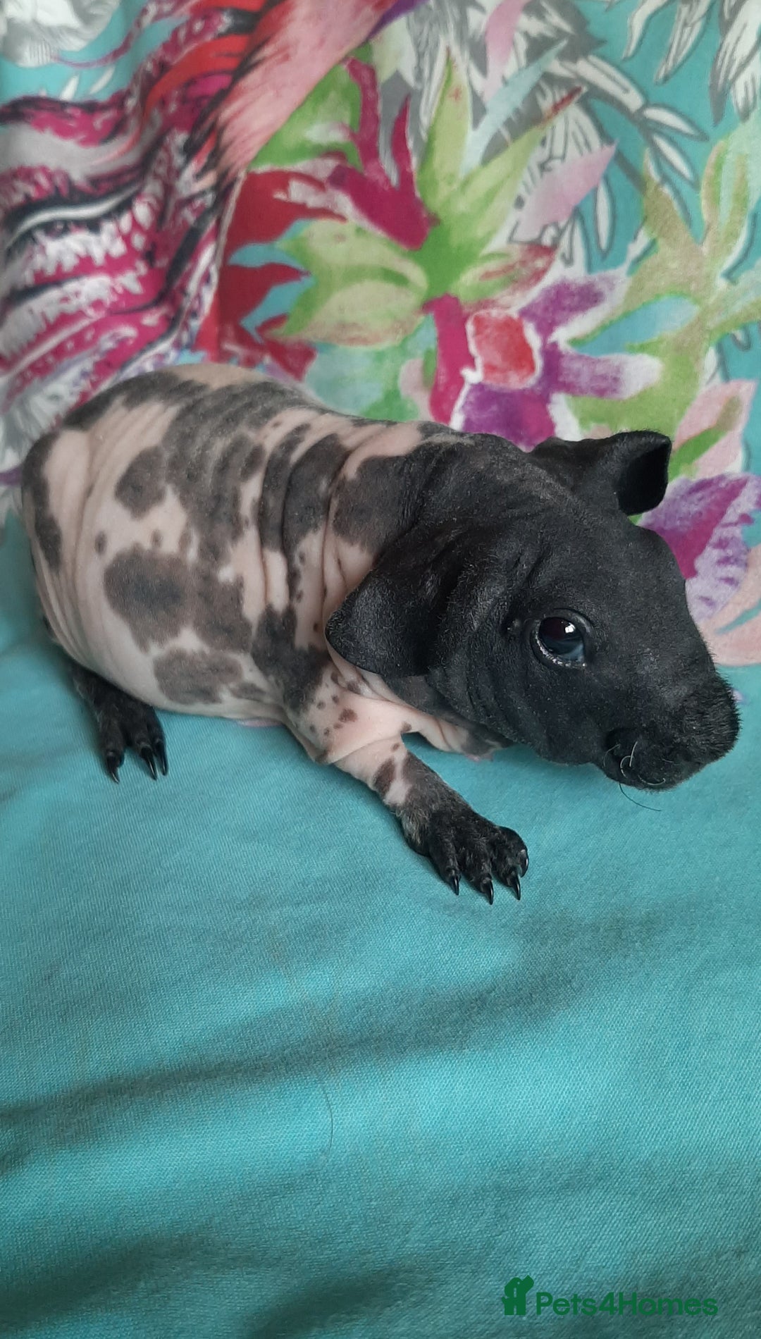 Guinea Pig rodents for sale: Skinny pig baby boys and werewolf baby girl.  - Image 1