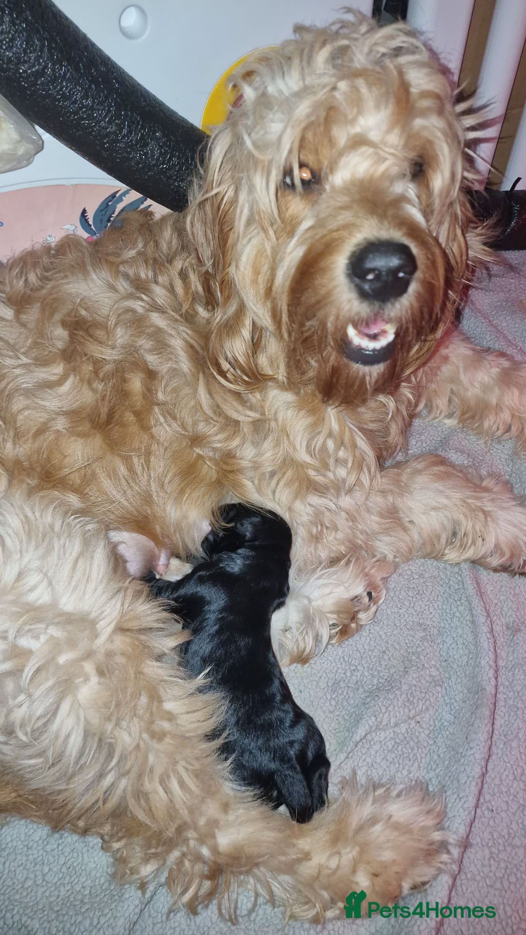 Goldendoodle dogs for sale: Miniature Goldendoodle pure black boy - Advert 10
