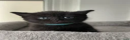 British Shorthair cats for sale: Beautiful British kittens 🐈‍⬛  - Advert 15
