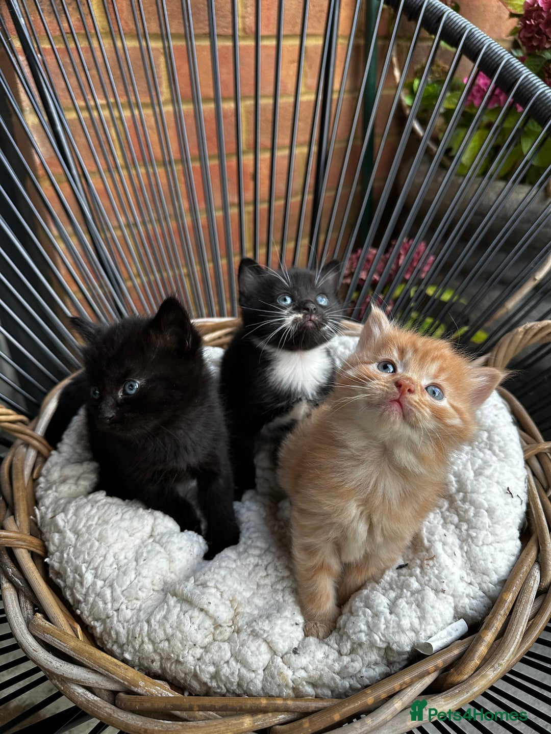 Mixed Breed cats for sale: Little hairballs  - Image 2